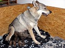 Hund