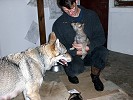 Hund