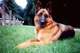 Hund