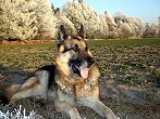 Hund