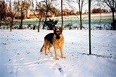 Hund