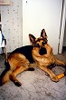 Hund
