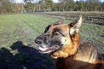 Hund