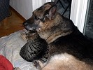 Hund