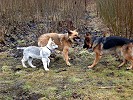 Hund