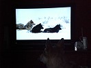 Hund