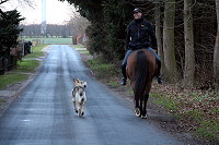 Hund